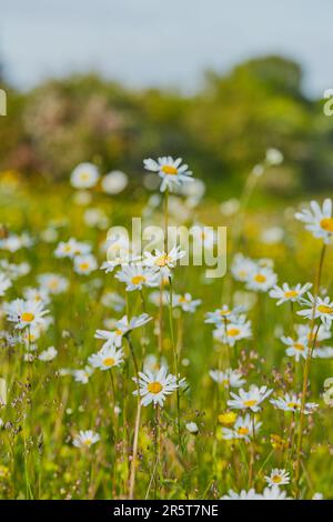 Un champ de daises en gros plan avec un objectif macro. Banque D'Images