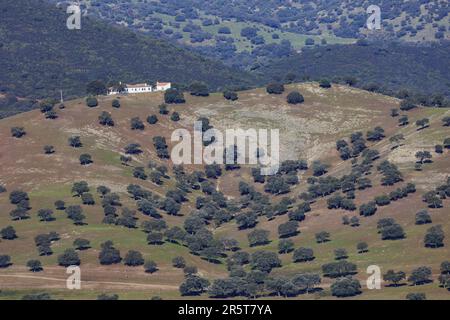 Espagne, Andalousie, Sierra Morena, Sierra de Andújar, parc naturel de la Sierra de Andújar, chêne vert ou chêne houx[ ou chêne vert (Quercus ilex), dans la dehesa Banque D'Images