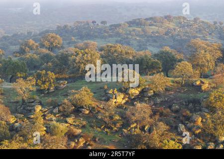 Espagne, Andalousie, Sierra Morena, Sierra de Andújar, parc naturel de la Sierra de Andújar, chêne vert ou chêne houx[ ou chêne vert (Quercus ilex), dans la dehesa Banque D'Images