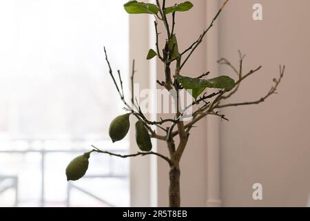 citron malade sans feuilles affectées par un acarien de farine Banque D'Images