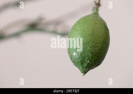 citron malade sans feuilles affectées par un acarien de farine Banque D'Images