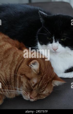 Deux chats dans une position confortable, reposant ensemble sur un canapé Banque D'Images