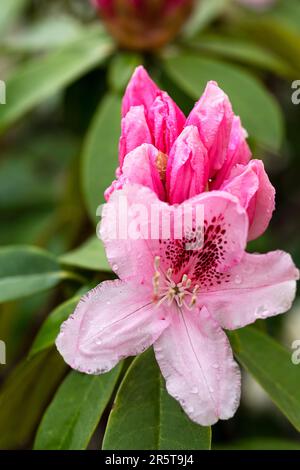 bokeh gros plan fleur de rhododendron rouge Banque D'Images