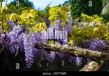 Fleurs de wisteria fleuries en mai Banque D'Images