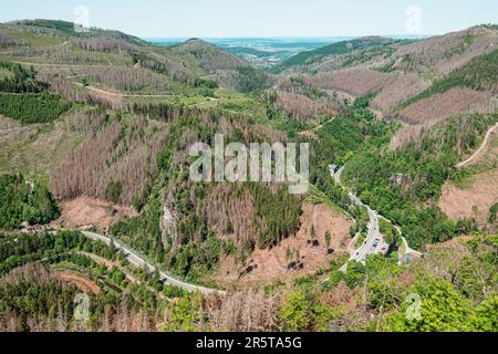 Dépérissement des forêts dans les montagnes du Harz, Basse-Saxe, Allemagne. La mort des épinettes, la sécheresse et l'infestation du dendroctone du pin ponderosa, juin 2023. Banque D'Images