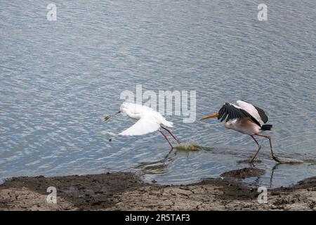 Rive du lac avec un porc à bec jaune pourchassant l'Afrique oiseau de bec de canard de Spoon qui a attrapé un poisson, numéro deux, tiré dans la lumière d'été lumineuse, Kruger Park, Mpumal Banque D'Images