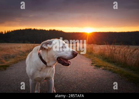 Portrait d'un chien heureux au beau coucher du soleil. Lost labrador retriever marchant sur la route de campagne entre les champs. Banque D'Images