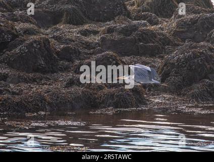 Un héron gris (Ardea cinerea), en vol au-dessus de l'estuaire de la rivière Owenglen . Les rochers couverts dans l'herbe de mer, porte-vessie . Connemara, Irlande . Banque D'Images