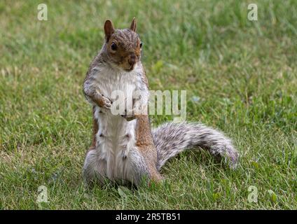 Un écureuil gris ( Sciurus carolensis) debout, très cheeky et plutôt gras, montrant son ventre blanc . Suffolk, Royaume-Uni Banque D'Images