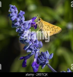 Skipper Fiery sur sauge bleu Mealy Banque D'Images