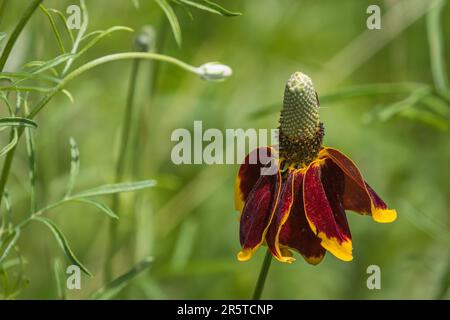 Forme rouge de fleur de chapeau mexicaine Banque D'Images