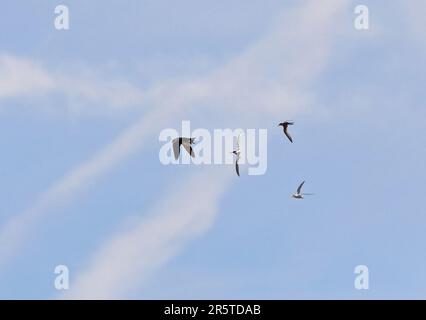 Hobby eurasien (Falco subbuteo subbuteo) avec petite Sterne naissante (Sternula albifrons albifrons) dans des talons chassés par des petits Terns adultes Eccl Banque D'Images