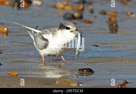 Petite Sterne (Sternula albifrons albifrons) juvénile avec Eel de sable Eccles-sur-mer, Norfolk Juillet Banque D'Images