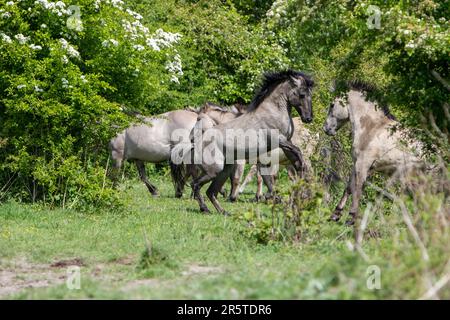 Une image étonnante d'un troupeau de chevaux qui traversent un champ ensoleillé d'herbe verte luxuriante et d'arbres en arrière-plan Banque D'Images