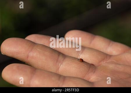 coccinelle sur la main d'un homme Banque D'Images