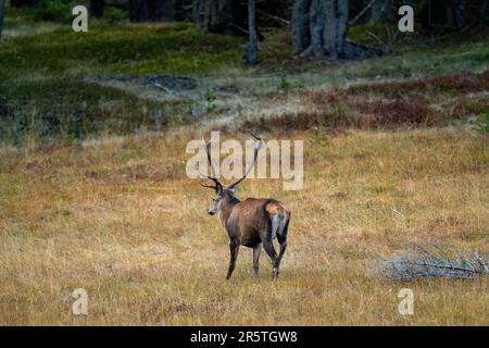 cerf rouge, cervus elaphus, dans la saison de la rutèse sur les montagnes à une soirée d'automne Banque D'Images