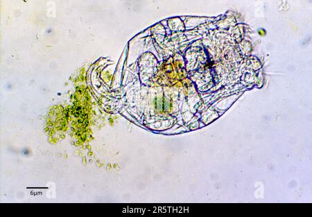 Animal rouleur (Brachionus sp.) issu d'une culture en eau douce. Banque D'Images