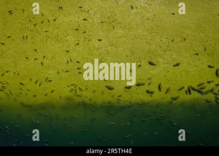 Image d'une école de petits poissons noirs nageant dans des eaux de couleur verte près d'un plan d'eau Banque D'Images