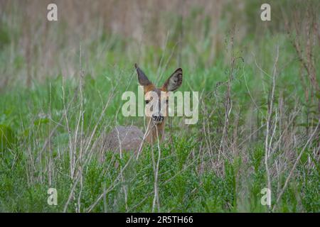 cerf de virginie se cachant parmi de grandes herbes dans la campagne Banque D'Images