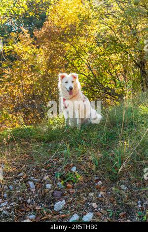 Un majestueux canin blanc se trouve dans un champ herbacé luxuriant, entouré de grands arbres Banque D'Images