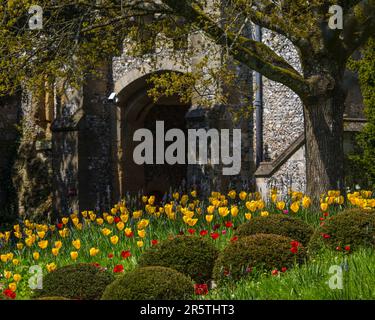 Sussex, Royaume-Uni - 29 avril 2023 : de magnifiques tulipes au château historique d'Arundel à Arundel, dans l'ouest du Sussex. Banque D'Images