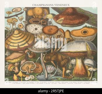 Illustration de Mushroom antique. Assiette d'un atlas de champignons magnifiquement illustré : champignons comestibles, suspects et toxiques(1827). Banque D'Images