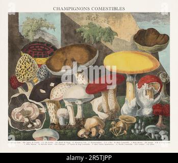 Illustration de Mushroom antique. Assiette d'un atlas de champignons magnifiquement illustré : champignons comestibles, suspects et toxiques(1827). Banque D'Images