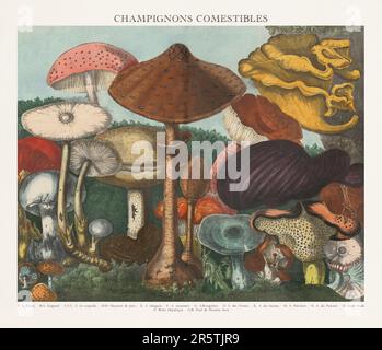 Illustration de Mushroom antique. Assiette d'un atlas de champignons magnifiquement illustré : champignons comestibles, suspects et toxiques(1827). Banque D'Images