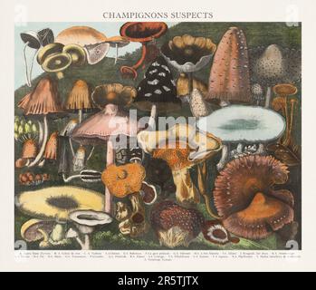 Illustration de Mushroom antique. Assiette d'un atlas de champignons magnifiquement illustré : champignons comestibles, suspects et toxiques(1827). Banque D'Images