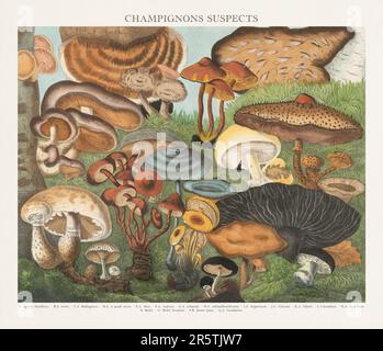 Illustration de Mushroom antique. Assiette d'un atlas de champignons magnifiquement illustré : champignons comestibles, suspects et toxiques(1827). Banque D'Images