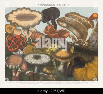 Illustration de Mushroom antique. Assiette d'un atlas de champignons magnifiquement illustré : champignons comestibles, suspects et toxiques(1827). Banque D'Images