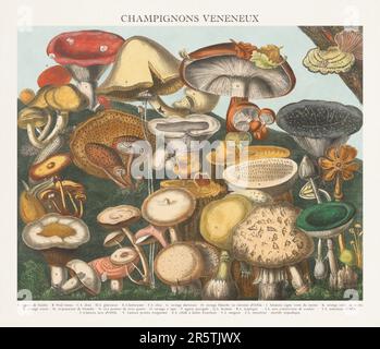 Illustration de Mushroom antique. Assiette d'un atlas de champignons magnifiquement illustré : champignons comestibles, suspects et toxiques(1827). Banque D'Images