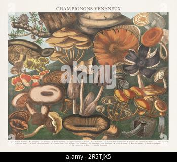 Illustration de Mushroom antique. Assiette d'un atlas de champignons magnifiquement illustré : champignons comestibles, suspects et toxiques(1827). Banque D'Images