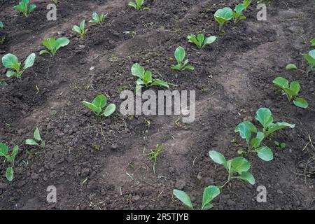 Jeunes pousses de chou, vue d'en haut. Légumes biologiques Banque D'Images
