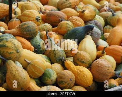 Une récolte abondante de courges et de citrouilles vertes et jaunes fraîches, prêtes à être appréciées Banque D'Images