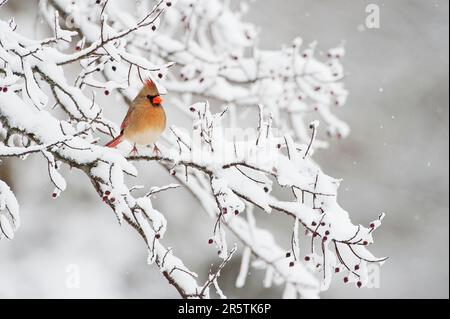 Cardinal du nord femelle en hiver Banque D'Images