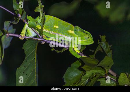 Caméléon dans le parc national de Majete, Malawi Banque D'Images