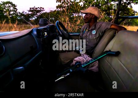 Une équipe de gestion de la faune dans le parc national de Majete au Malawi à la recherche d'un lion à colorier la nuit. Ranger d'African Parks dans un véhicule tout-terrain. Une lionne doit être anesthésiée avec le pistolet tranquillisant Banque D'Images