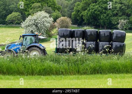 Balles d'ensilage enveloppées dans du plastique chargées sur une remorque prête pour le transport vers l'exploitation pour l'entreposage. Banque D'Images