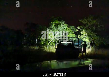 Une équipe de gestion de la faune dans le parc national de Majete au Malawi à la recherche d'un lion à colorier la nuit. Les phares du véhicule tout-terrain éclairent l'arbre sur lequel un appât pour attirer la lionne a été fixé Banque D'Images