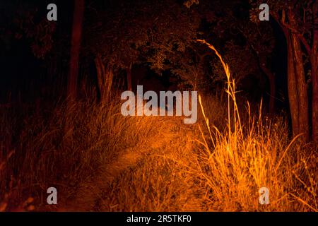 Hyena à la lumière d'une lampe de poche tandis qu'une équipe de gestion de la faune dans le parc national de Majete au Malawi à la recherche d'un lion à colorier la nuit. La lampe de lumière rouge brille dans la direction d'un paquet de hyènes. Au bout du chemin, vous pouvez voir briller les yeux d'une hyène Banque D'Images