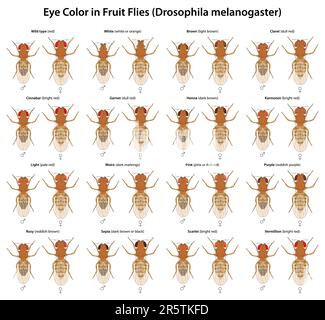 La couleur des yeux de Drosophila, communément appelée mouches des fruits, peut varier en fonction des variations génétiques. Illustration de Vecteur