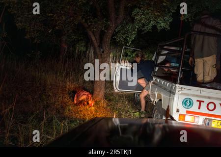 Une équipe de gestion de la faune dans le parc national de Majete au Malawi à la recherche d'un lion à colorier la nuit. La viande d'un waterbuck était attachée à un arbre comme appât. L'équipe de surveillance vérifie le site avant de se replier dans les véhicules Banque D'Images