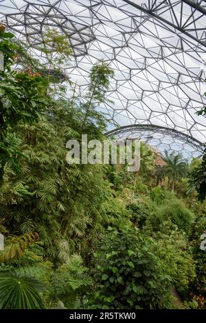 Dans le biome de la forêt tropicale à l'Eden Project, près de St Austell, Cornwall, Angleterre, Royaume-Uni Banque D'Images