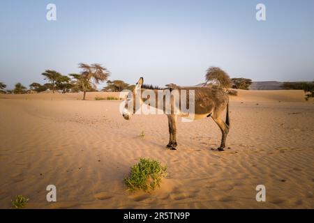 Mauritanie, région d'Adrar, El Beyedh, âne Banque D'Images