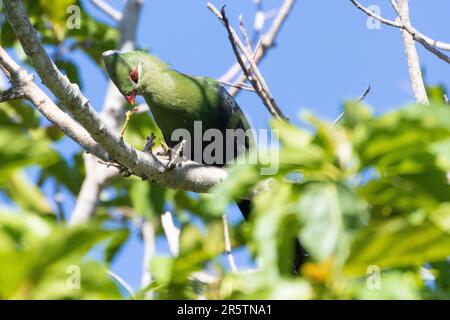 Knysna Turaco (Tauraco corythaix) précédent. Knysna Loerie, dans la forêt d'Afromontane, dans la région sauvage du Cap-Occidental, Afrique du Sud Banque D'Images