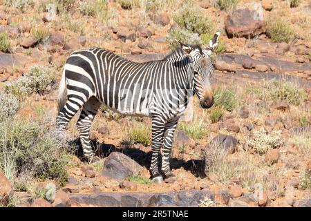 Espèce en voie de disparition de zèbre de montagne (Équus zébra zébra) en terrain montagneux, parc national de Karoo, Cap-Occidental, Afrique du Sud Banque D'Images