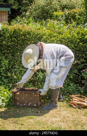 Un apiculteur porte un costume de protection tout en collectant un essaim d'abeilles de leur position dans une haie de jardin, Royaume-Uni Banque D'Images