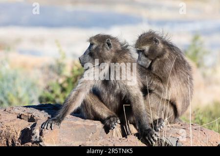 Chacma Baboon ou Cape Baboon (Papio ursinus ursinus) toilettage sur une corniche de montagne, Cap occidental, Afrique du Sud Banque D'Images