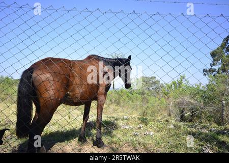 Cheval ou jument, animal dans le pâturage. Protection de la barrière métallique. Fond bleu ciel. Brésil, Amérique du Sud. Photo grand angle. vue latérale Banque D'Images